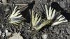 Iphiclides podalirius